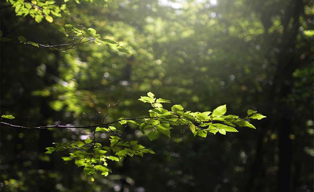 Kóczián Tamás fotográfus vizsgaremek 
