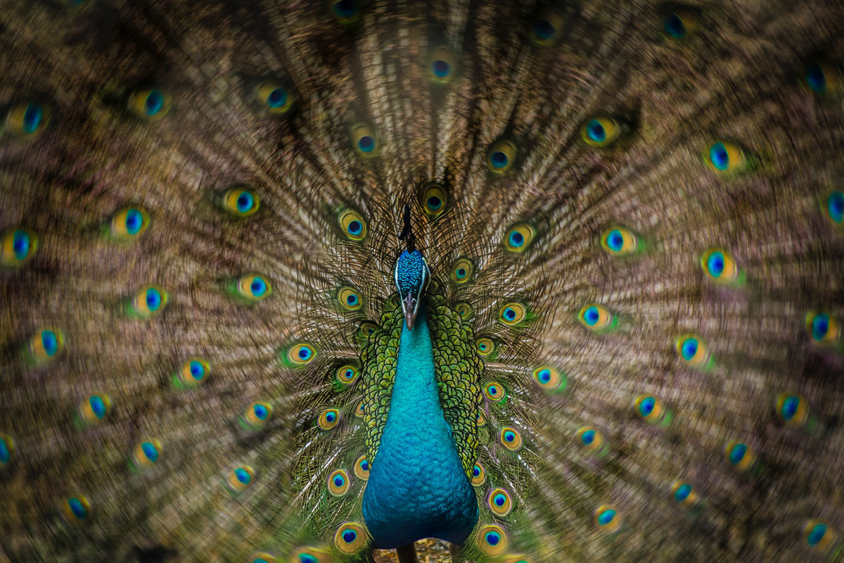 Csóriné Mrázik Orsolya fotográfus vizsgaremek 