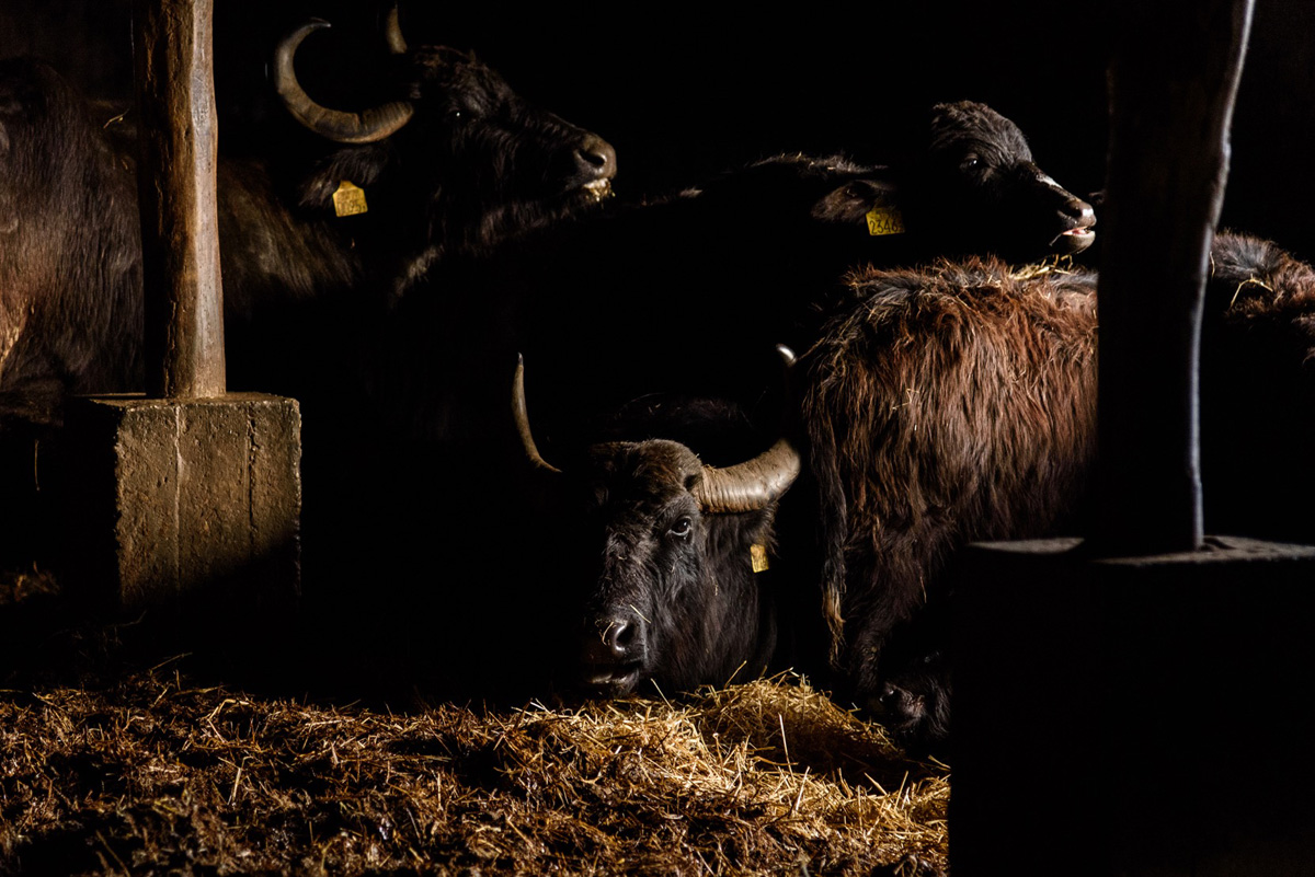 Csóriné Mrázik Orsolya fotográfus vizsgaremek 