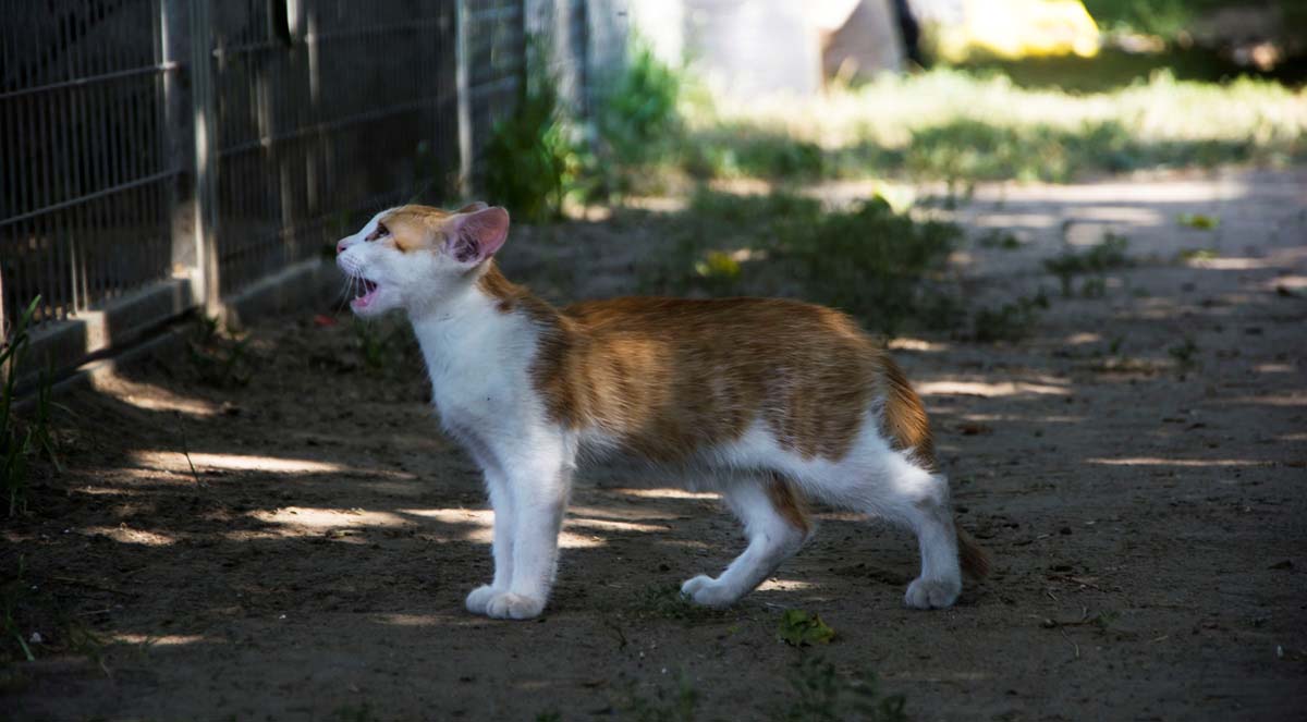 Házi Mónika fotográfus vizsgaremek 