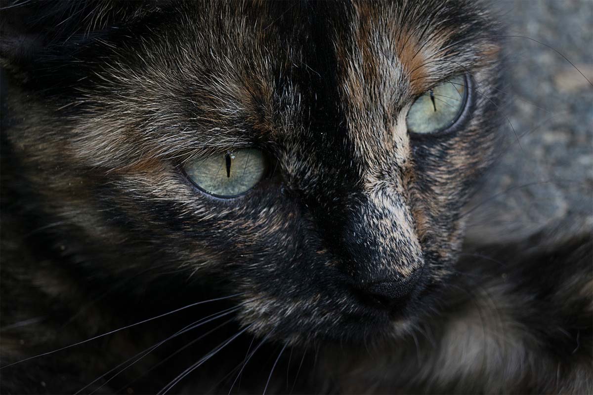 Kiss Zsuzsanna fotográfus vizsgaremek 