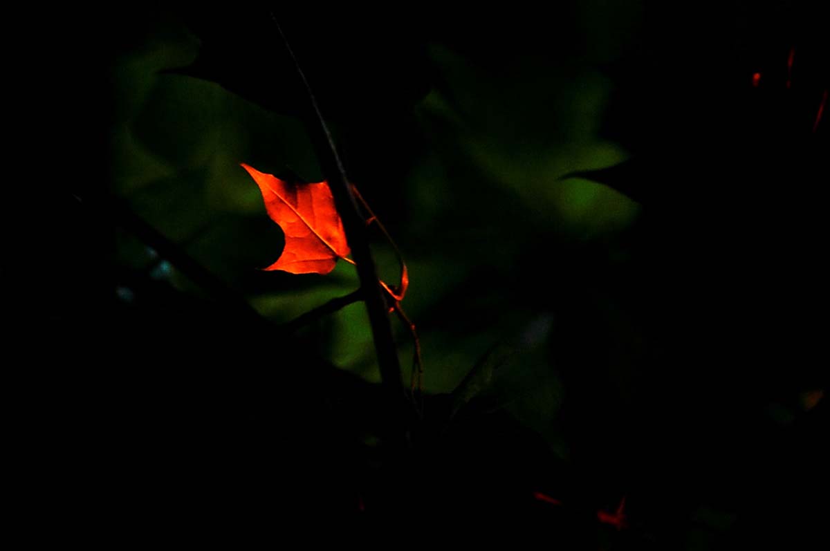 Magócsiné Kis Krisztina fotográfus vizsgaremek 