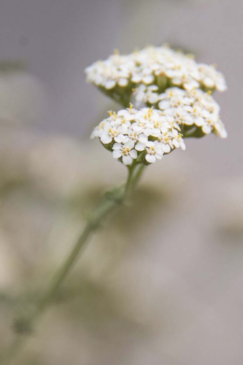 Pozsonyi-Tóth Viktória fotográfus vizsgaremek 