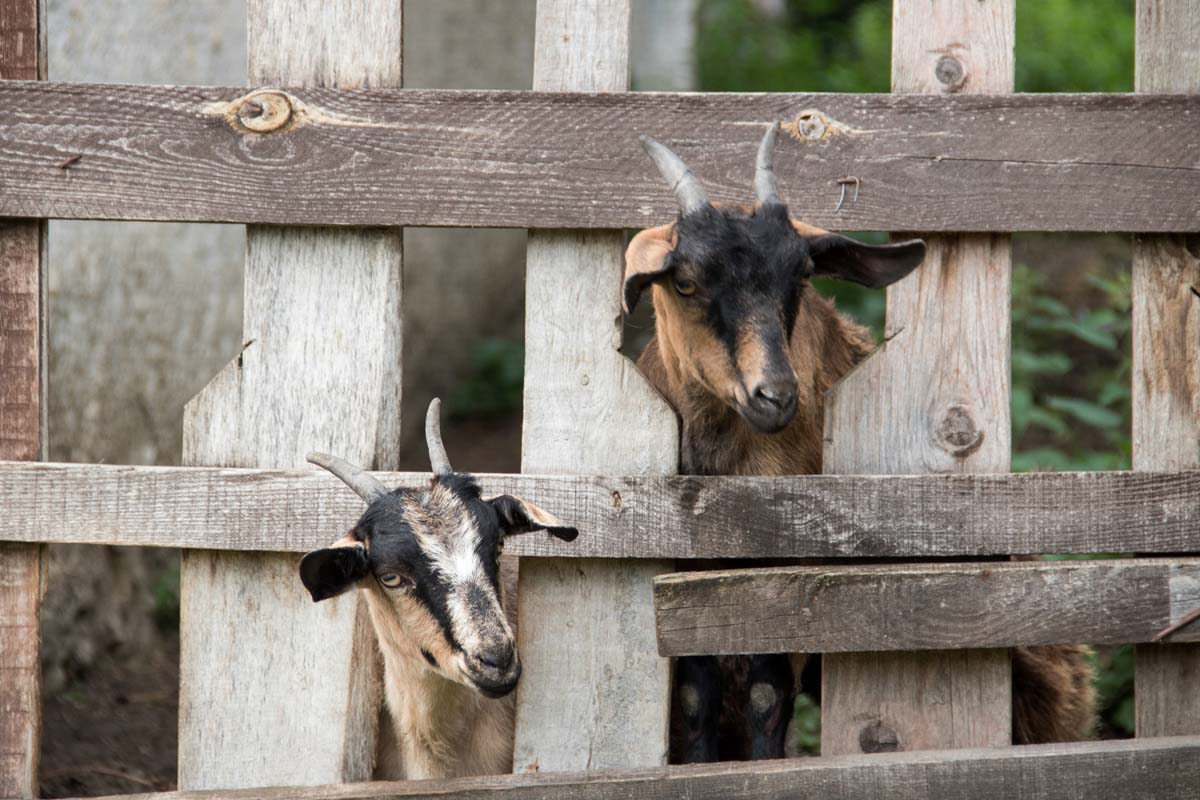 Pozsonyi-Tóth Viktória fotográfus vizsgaremek 