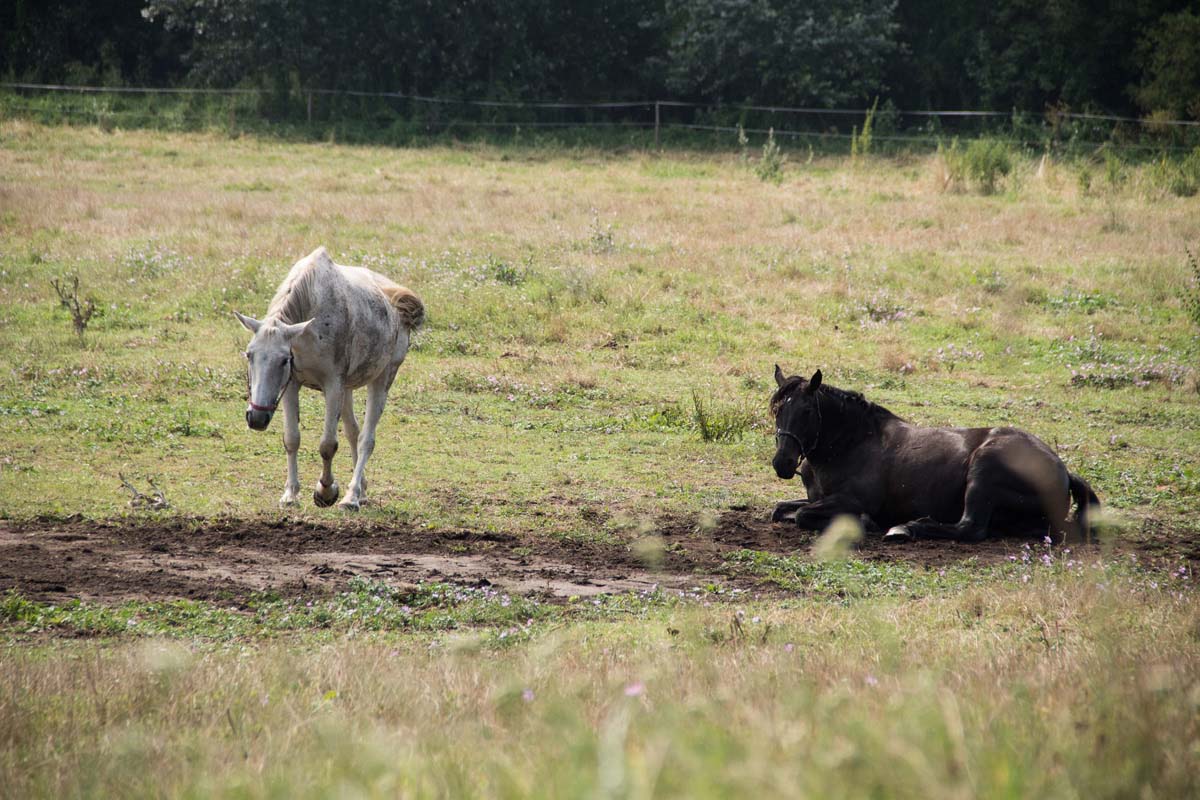 Pozsonyi-Tóth Viktória fotográfus vizsgaremek 