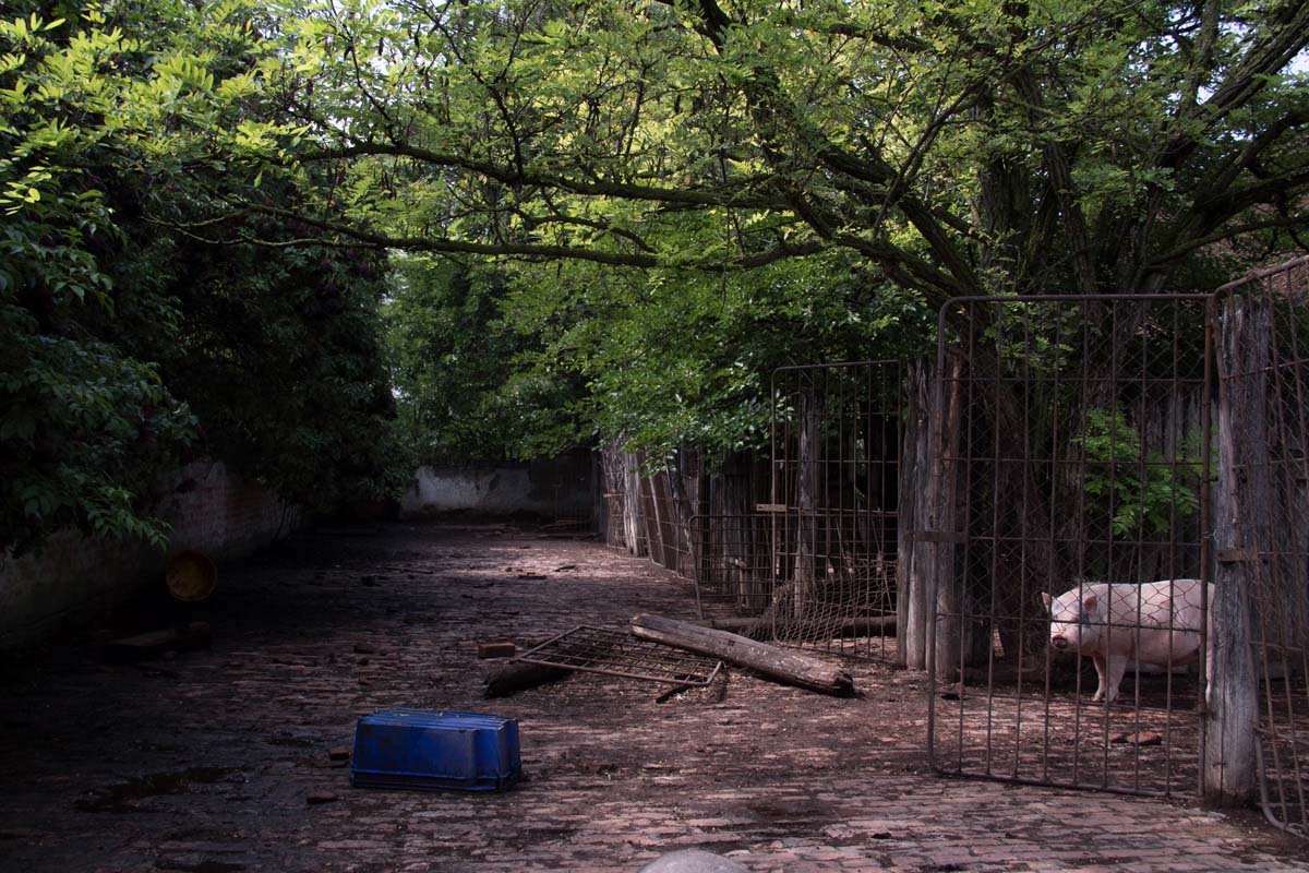 Pozsonyi-Tóth Viktória fotográfus vizsgaremek 