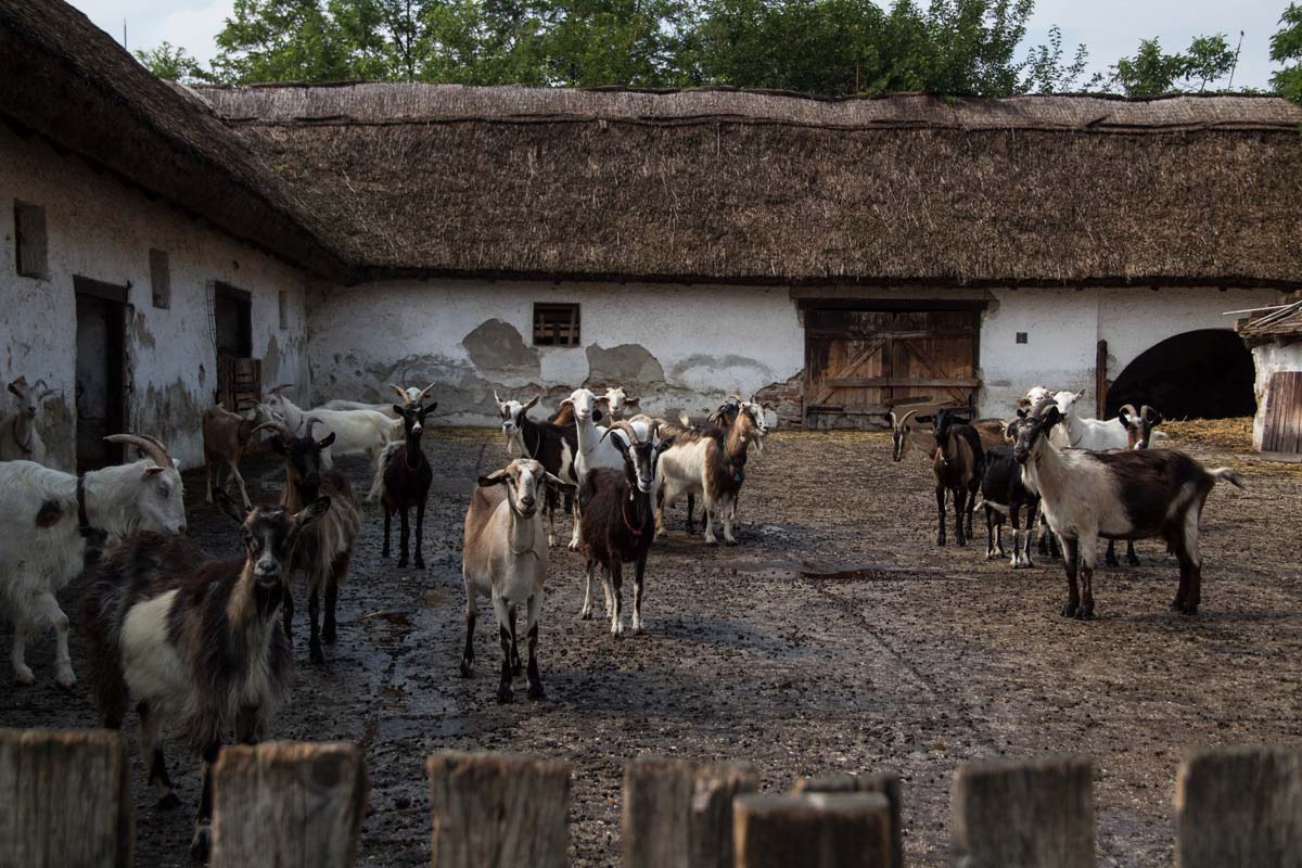 Pozsonyi-Tóth Viktória fotográfus vizsgaremek 