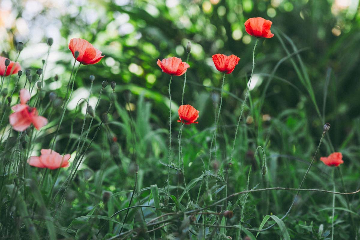 Pozsonyi-Tóth Viktória fotográfus vizsgaremek 