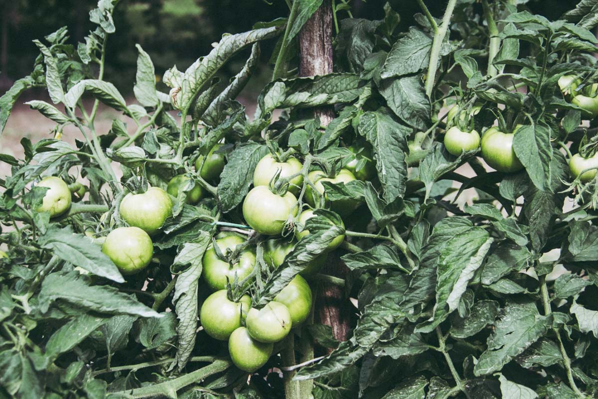 Pozsonyi-Tóth Viktória fotográfus vizsgaremek 