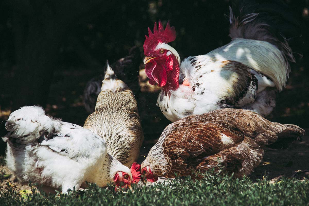 Pozsonyi-Tóth Viktória fotográfus vizsgaremek 