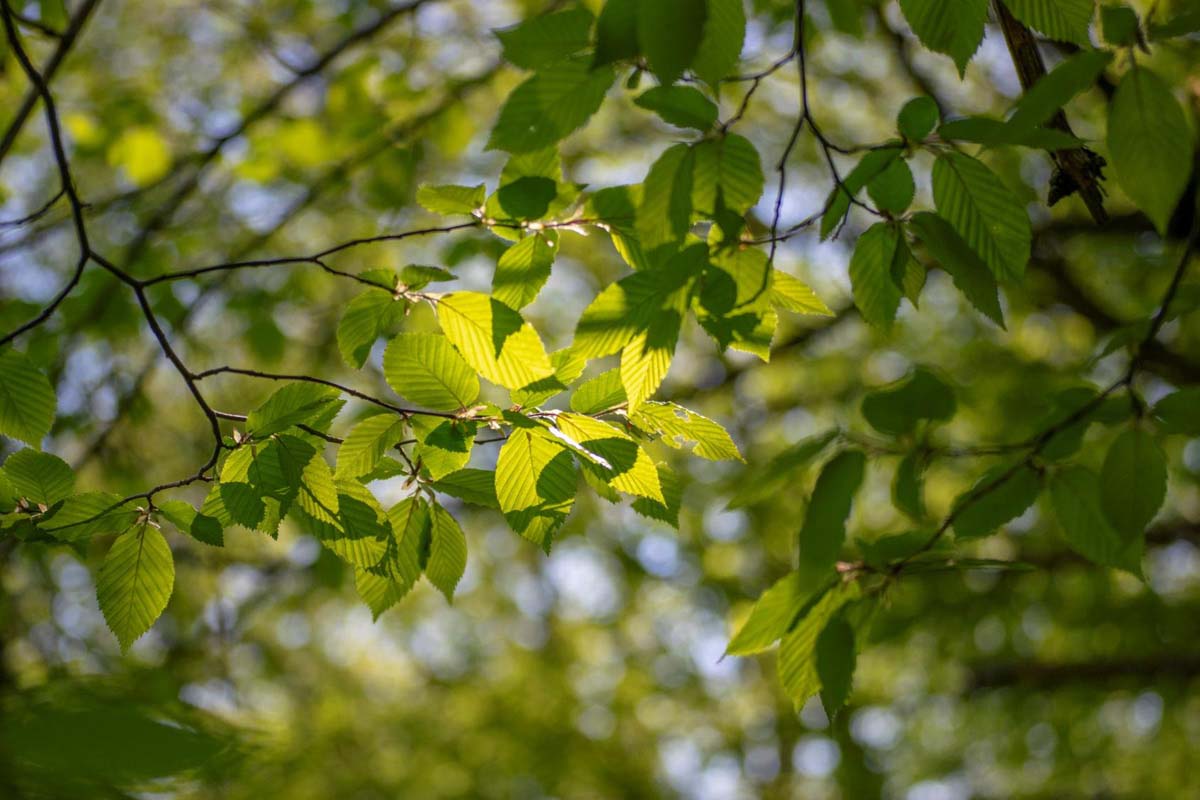 Tóth Kitti fotográfus vizsgaremek 