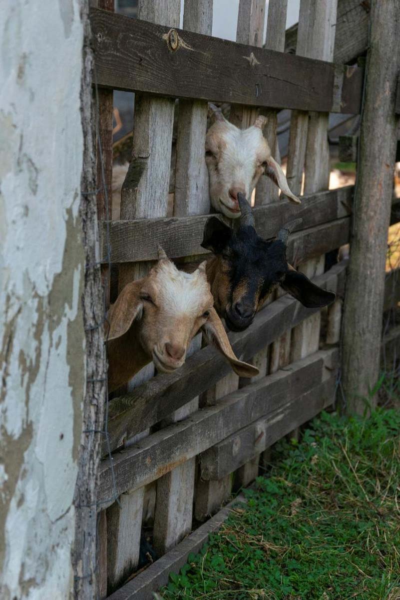 Tóth Kitti fotográfus vizsgaremek 