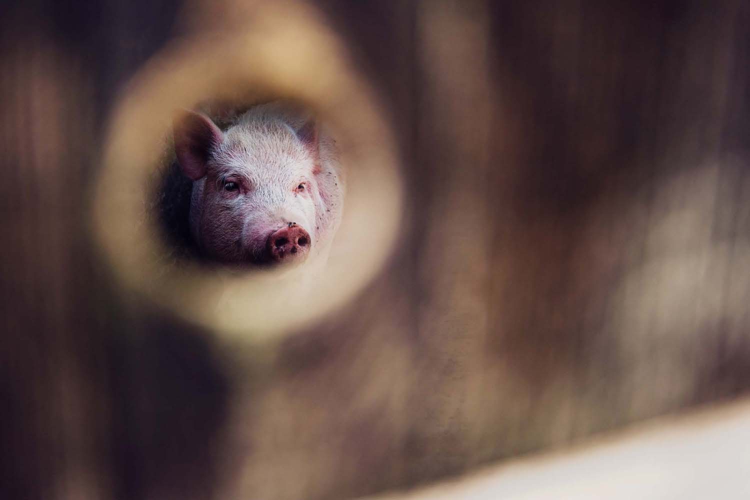 Mátyás Ildikó fotográfus vizsgaremek 