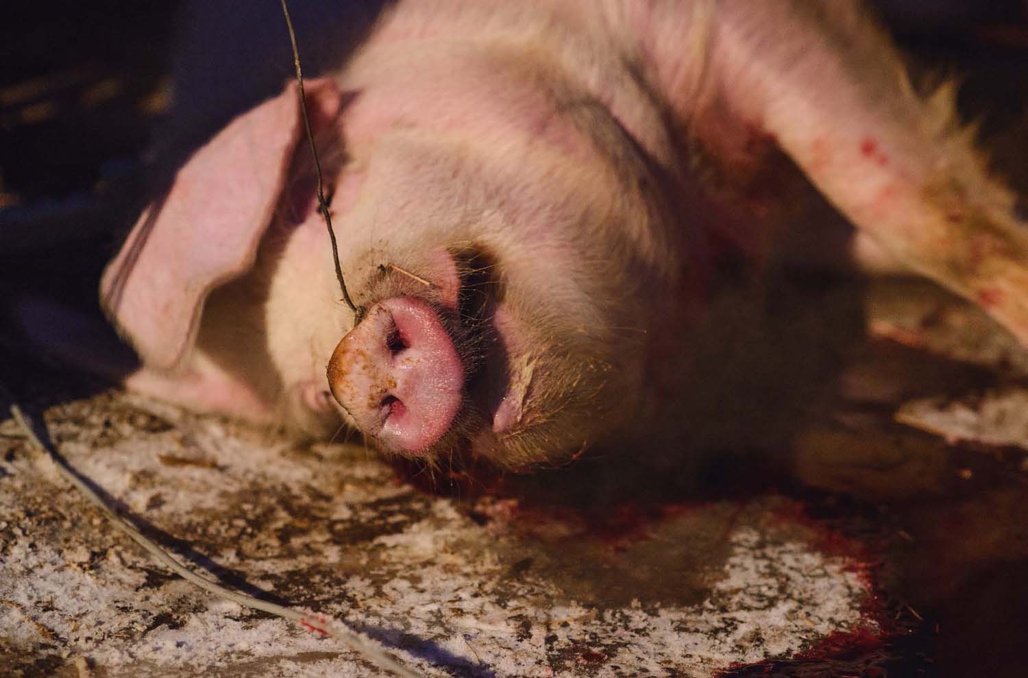 Mátyás Ildikó fotográfus vizsgaremek 