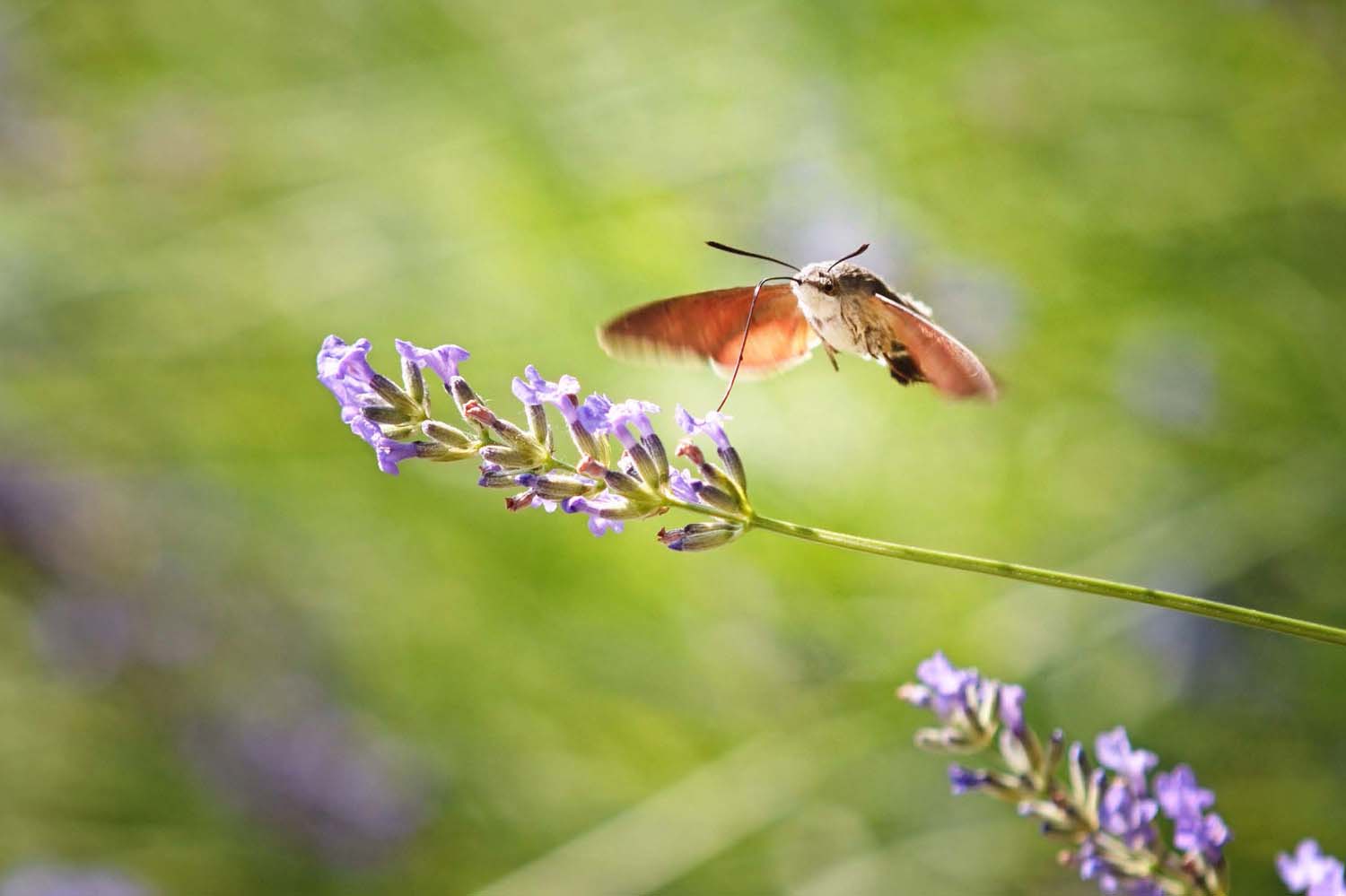 Simó Szabolcs fotográfus vizsgaremek 