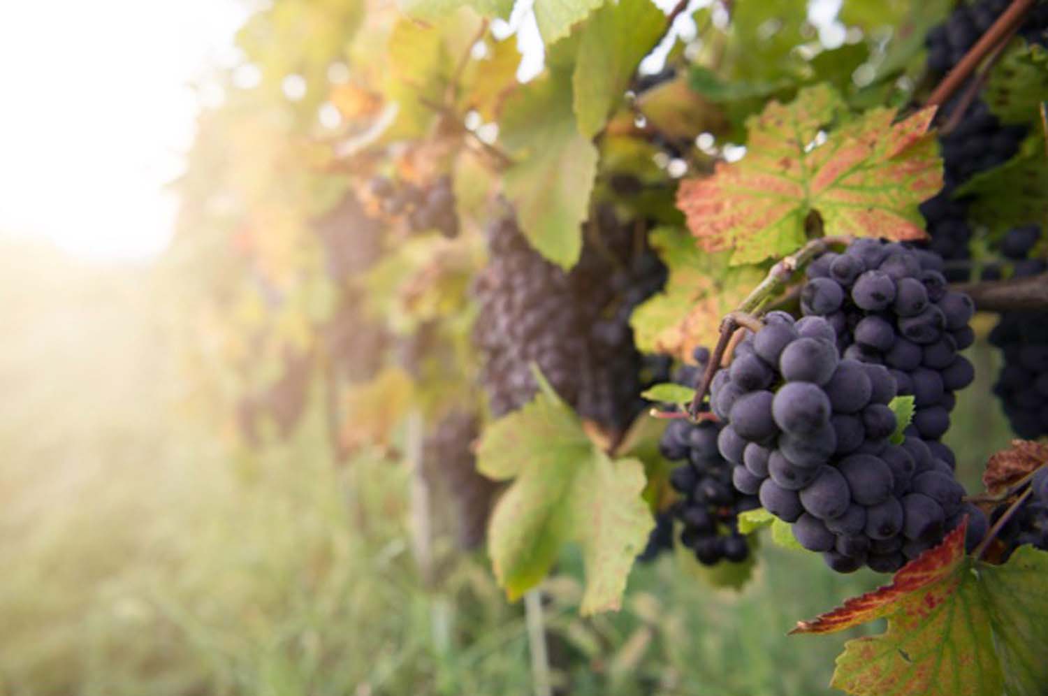 Udvardy-Marton Kinga fotográfus vizsgaremek 