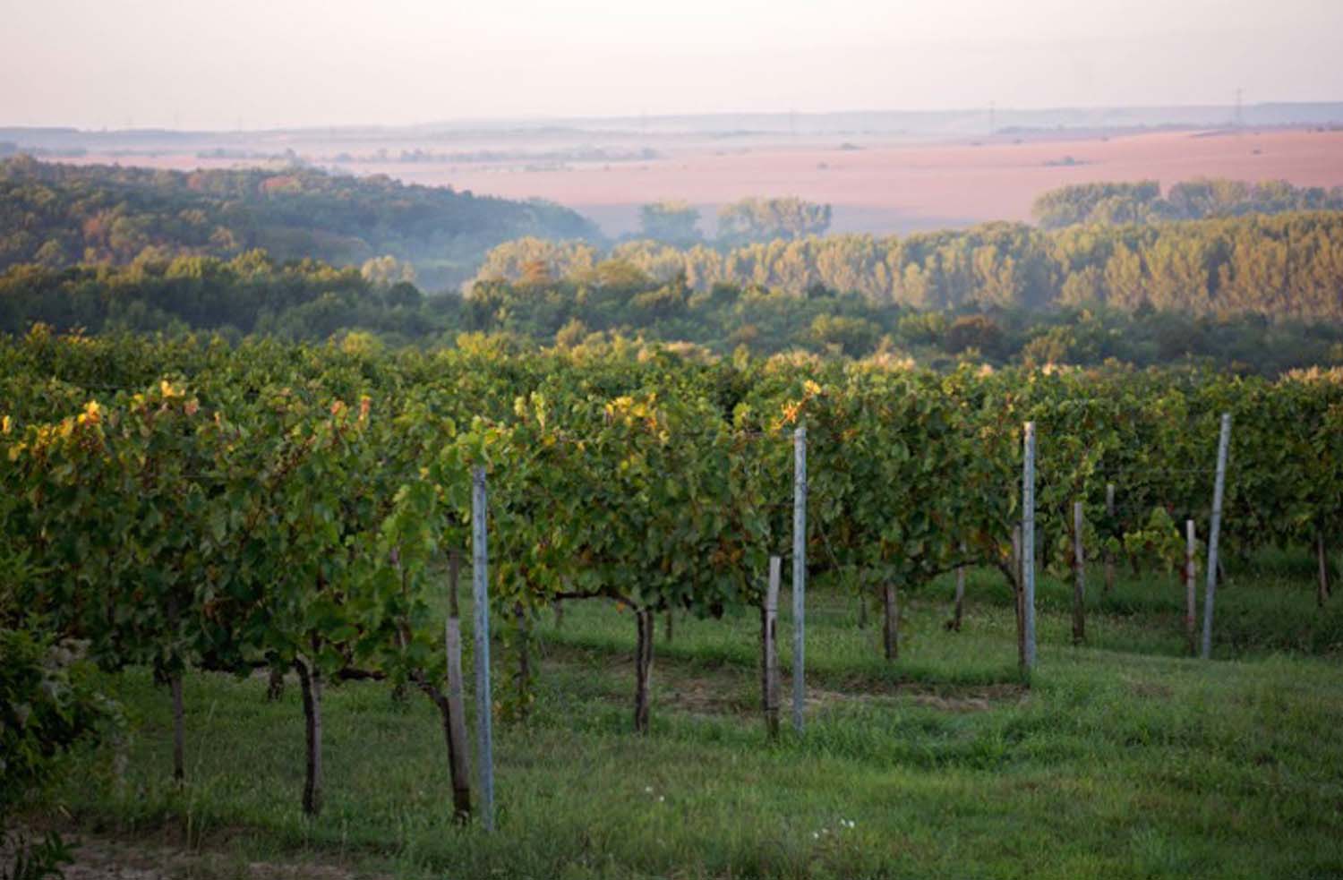 Udvardy-Marton Kinga fotográfus vizsgaremek 