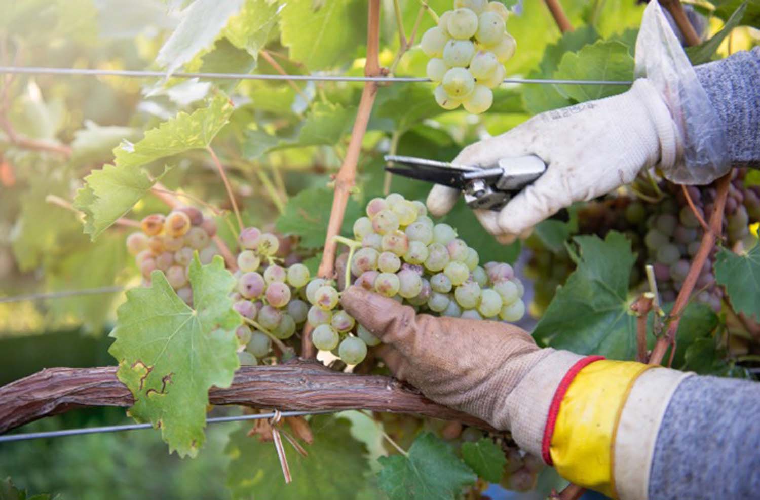 Udvardy-Marton Kinga fotográfus vizsgaremek 