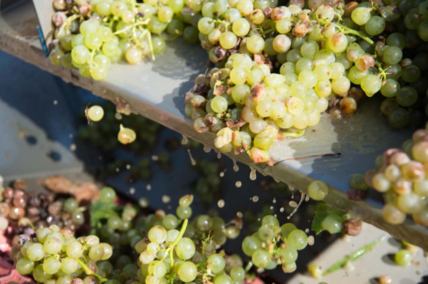 Udvardy-Marton Kinga fotográfus vizsgaremek 