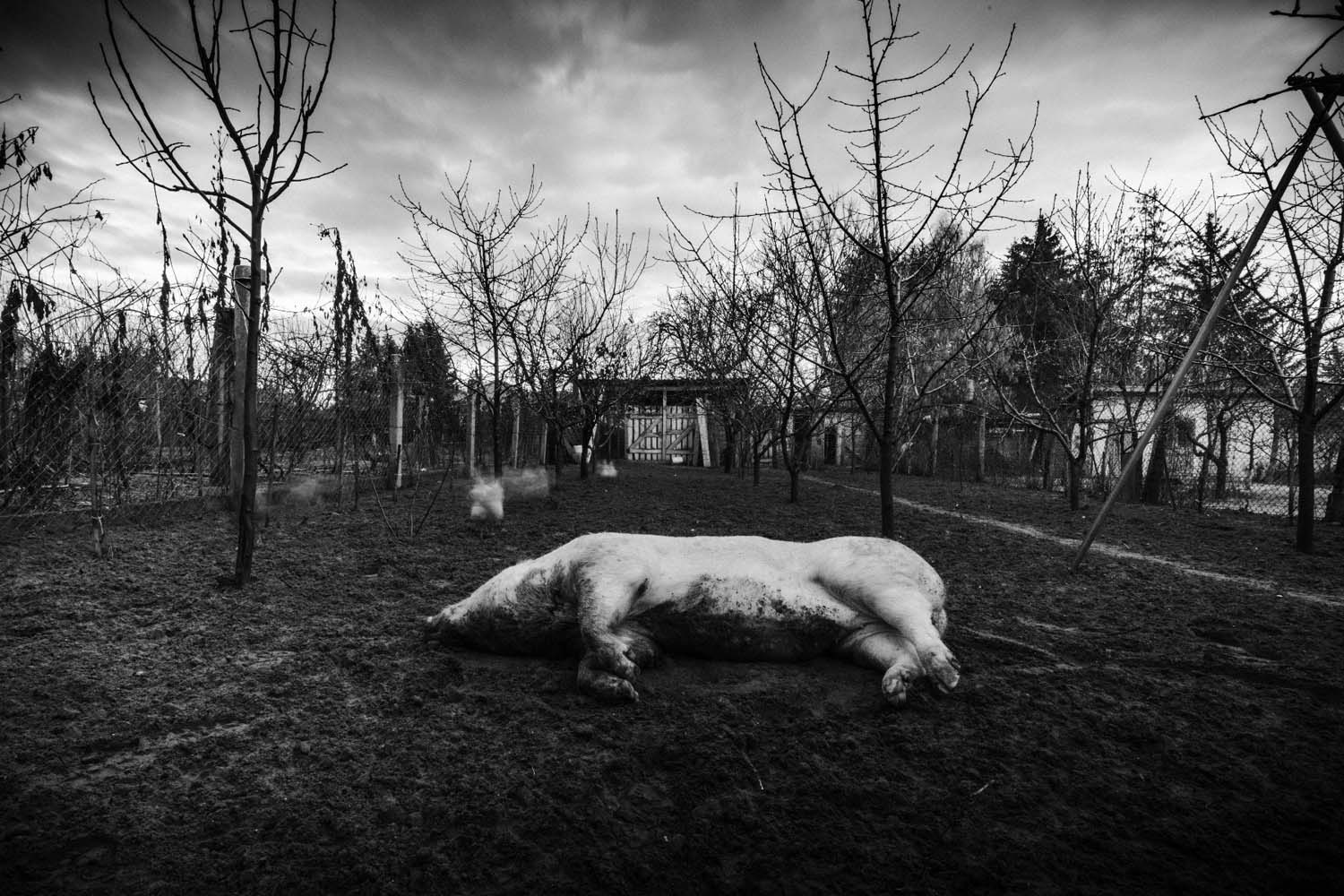 Vörös Ádám fotográfus vizsgaremek 