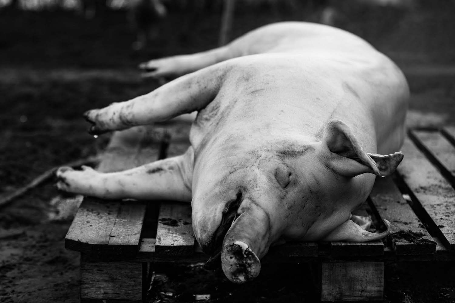 Vörös Ádám fotográfus vizsgaremek 