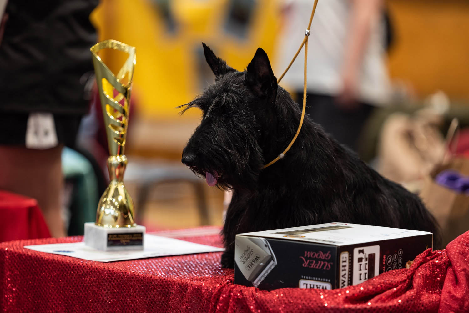 Lehrer Nándor fotográfus fotográfus vizsgaremek 