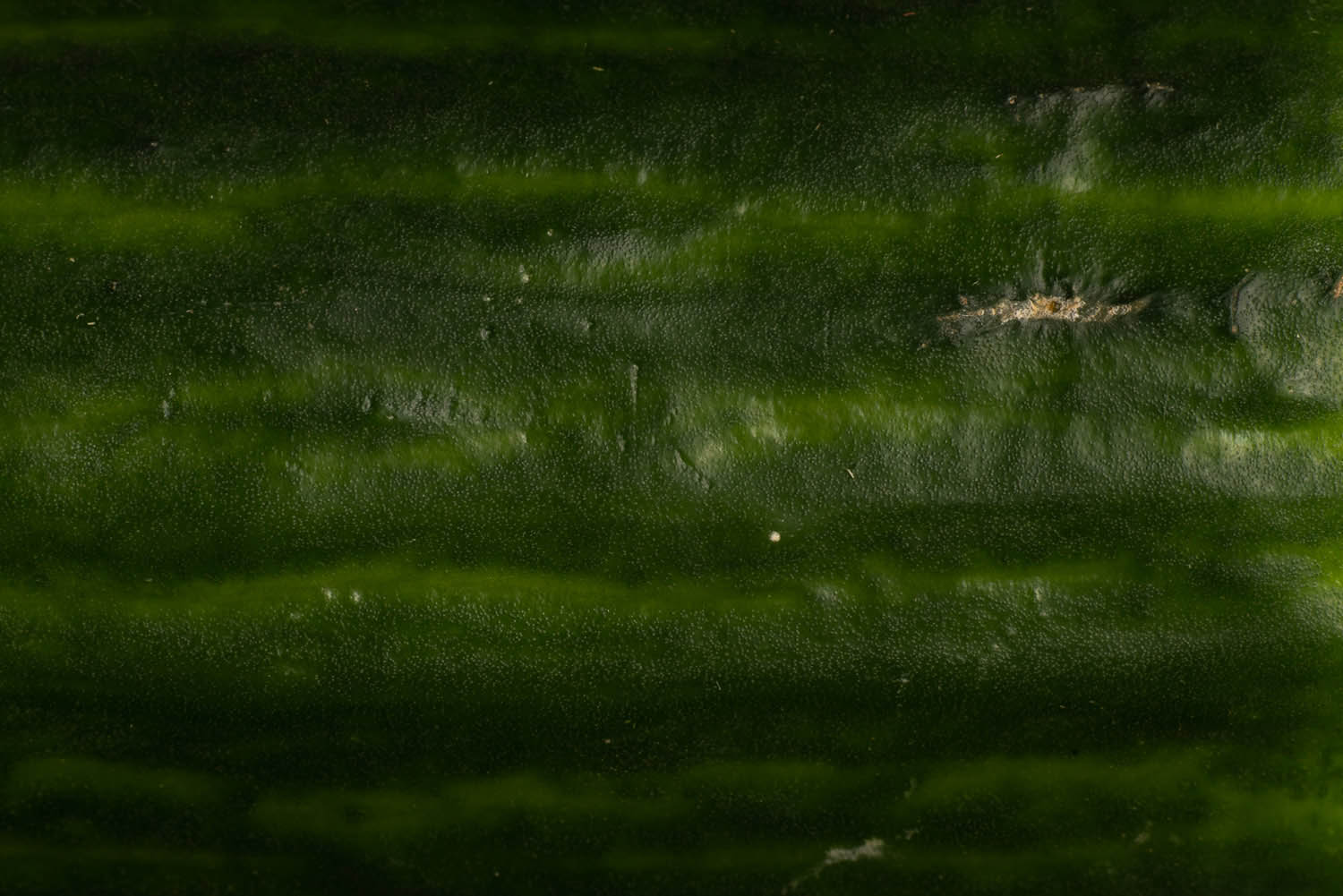 Magyar László fotográfus fotográfus vizsgaremek 