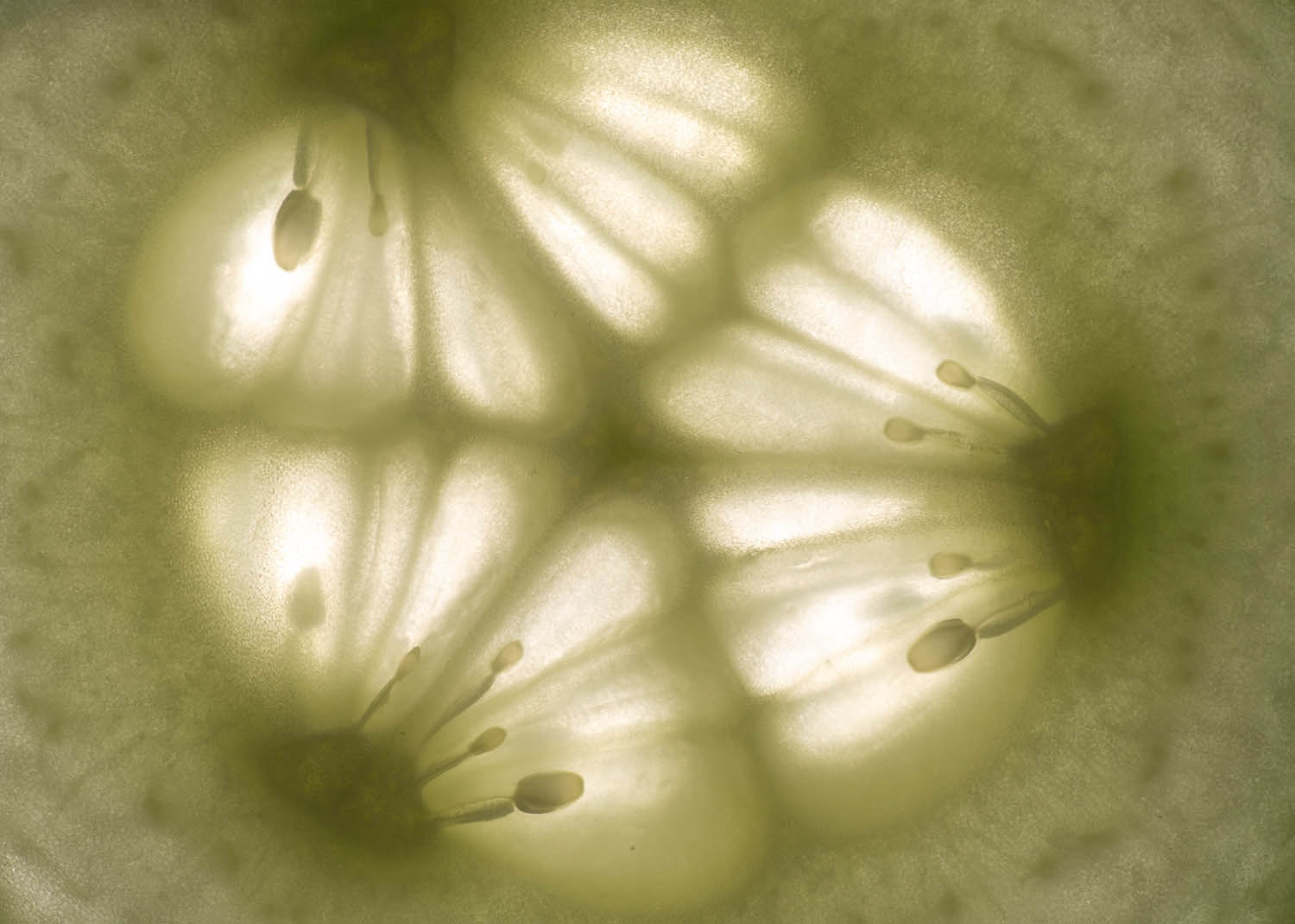 Magyar László fotográfus fotográfus vizsgaremek 