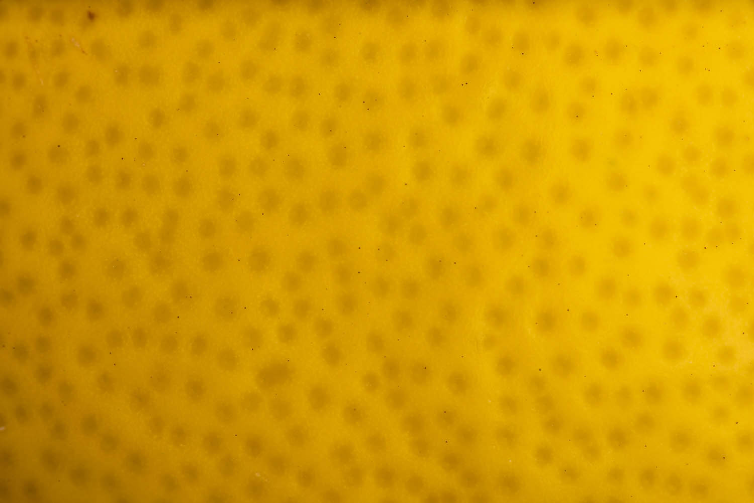 Magyar László fotográfus fotográfus vizsgaremek 