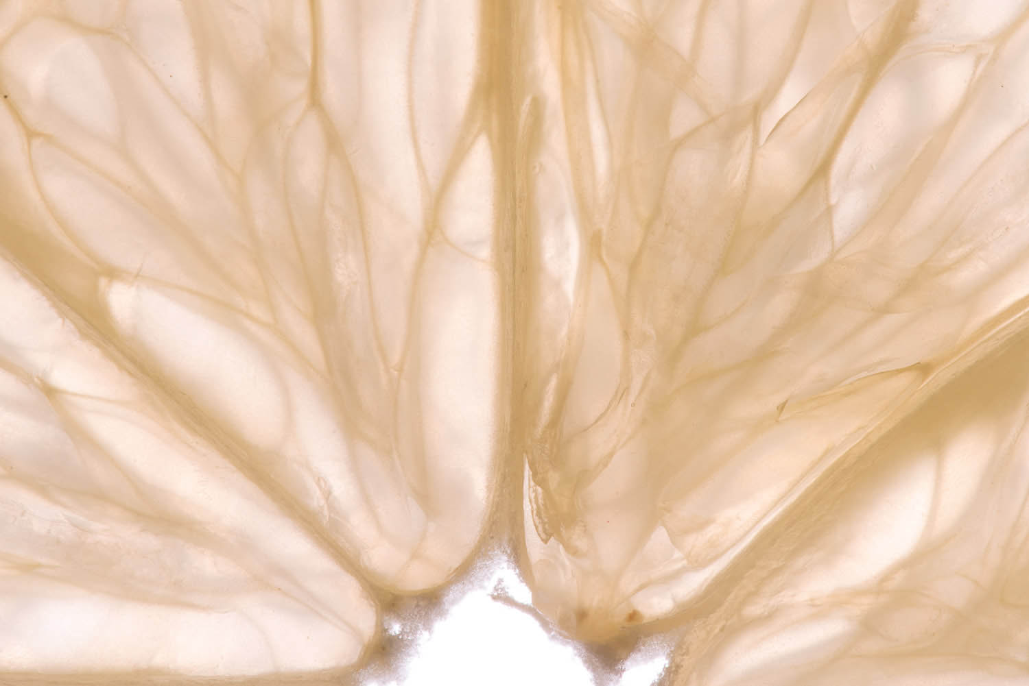 Magyar László fotográfus fotográfus vizsgaremek 