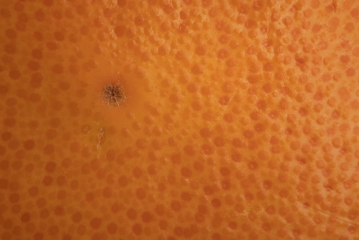 Magyar László fotográfus fotográfus vizsgaremek 