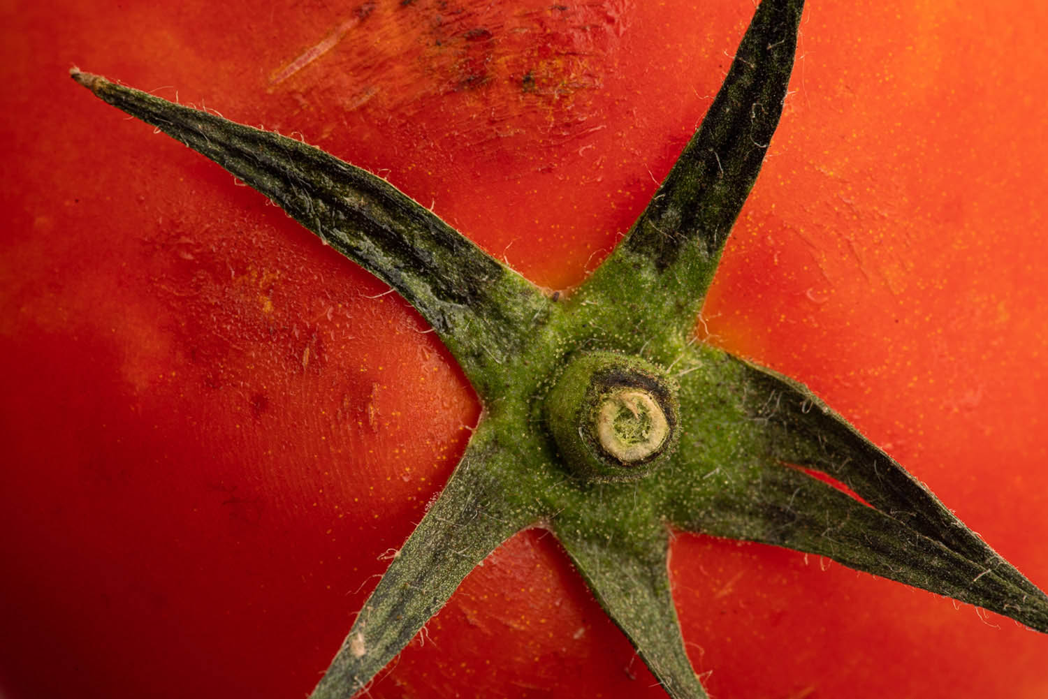 Magyar László fotográfus fotográfus vizsgaremek 