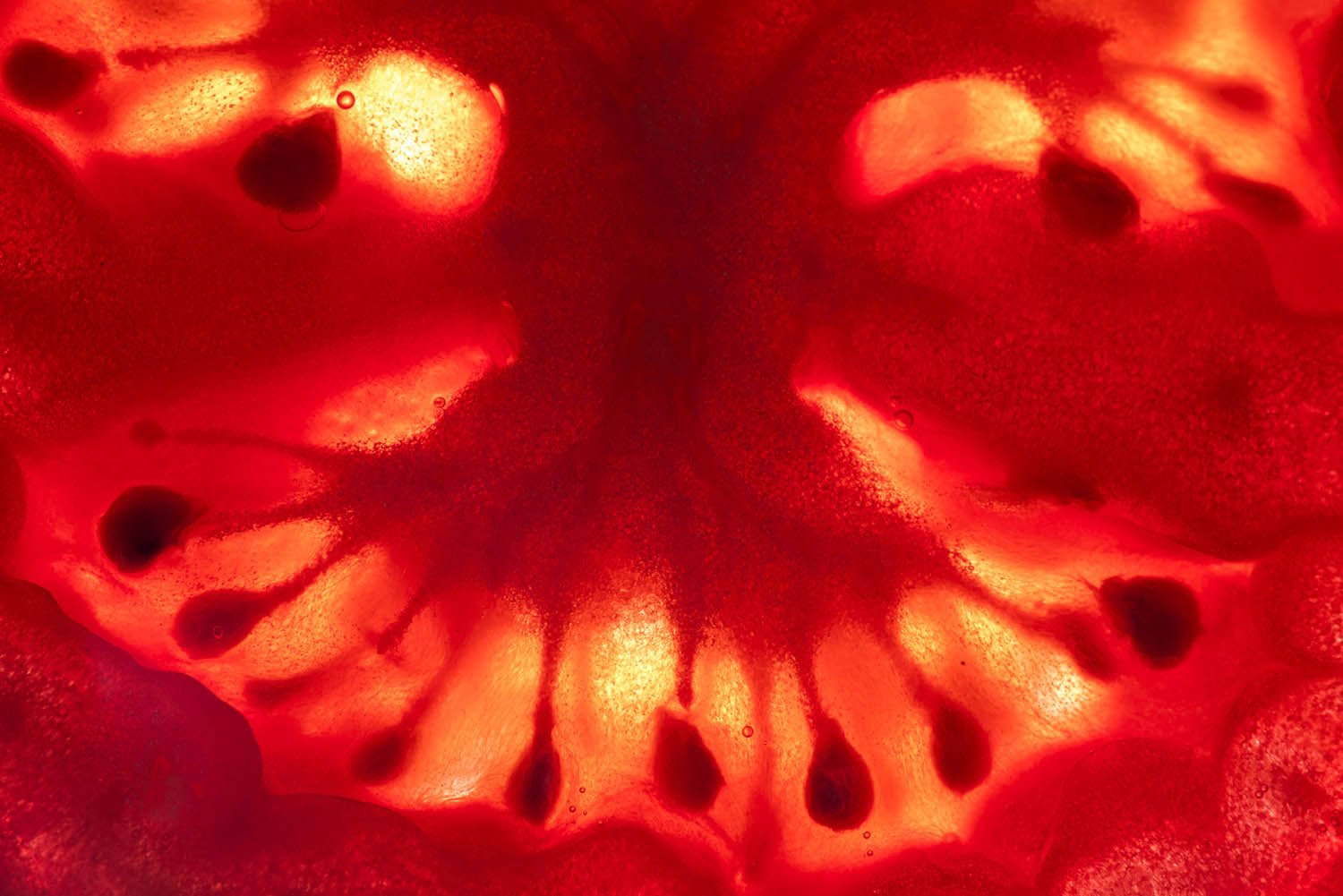 Magyar László fotográfus fotográfus vizsgaremek 