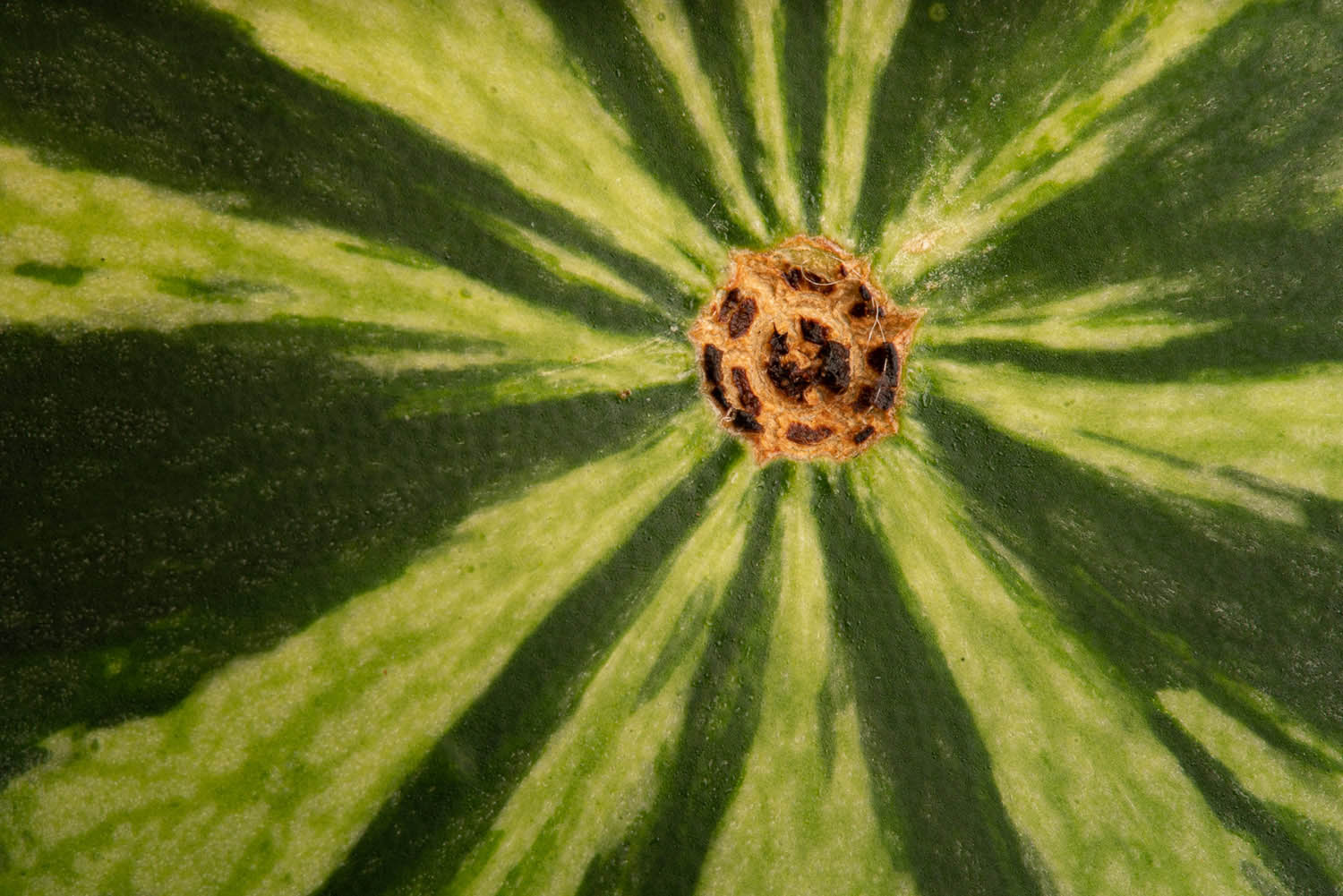 Magyar László fotográfus fotográfus vizsgaremek 