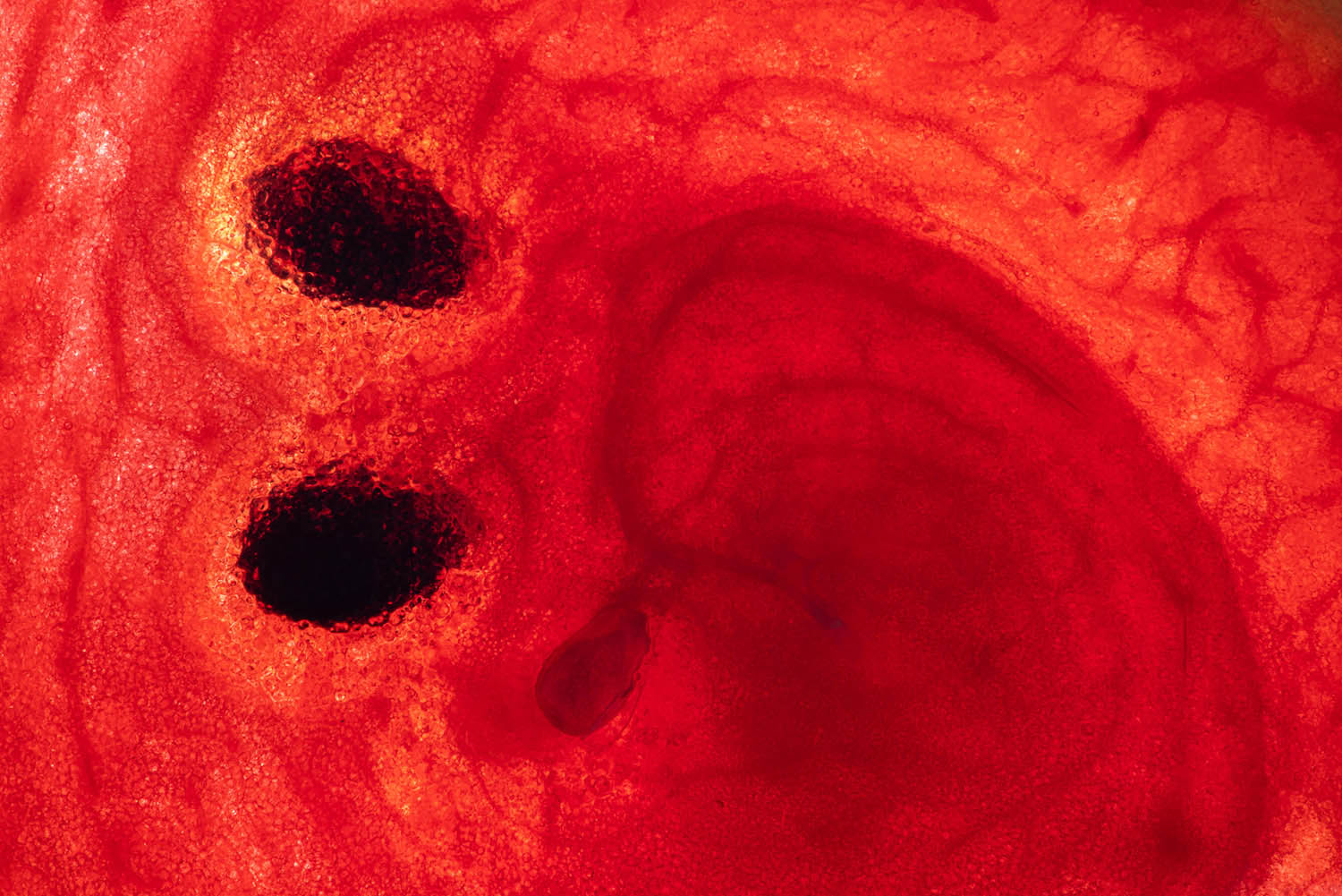 Magyar László fotográfus fotográfus vizsgaremek 