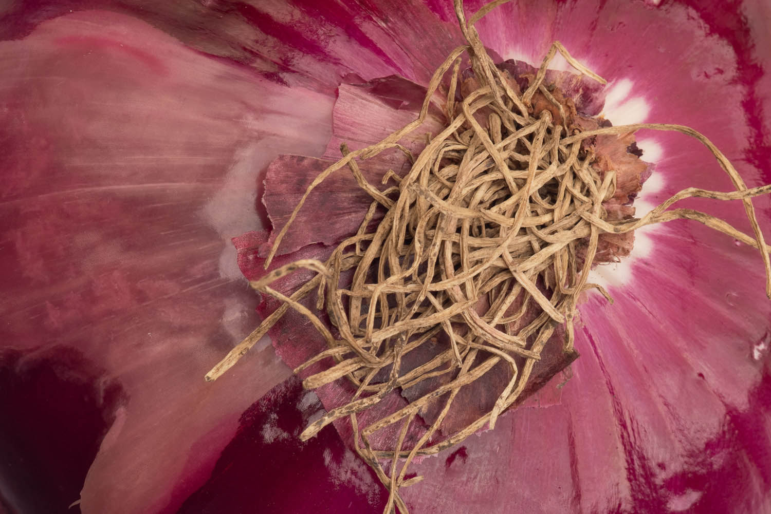 Magyar László fotográfus fotográfus vizsgaremek 