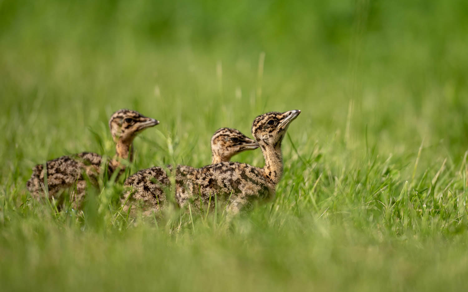 Szűcs József fotográfus fotográfus vizsgaremek 