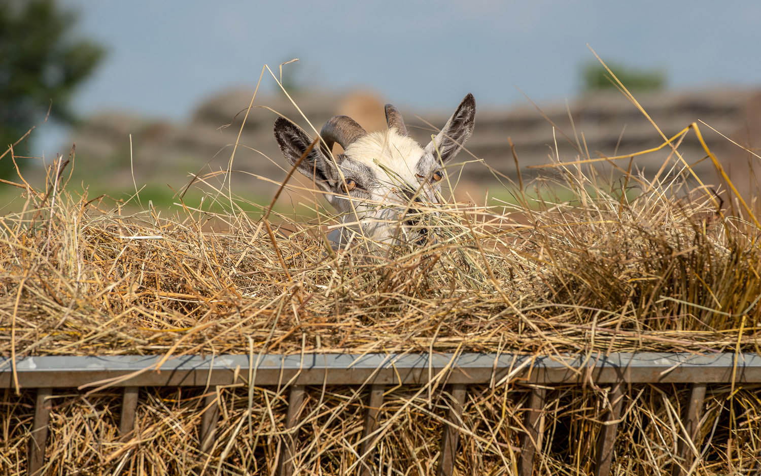 Szűcs József fotográfus fotográfus vizsgaremek 