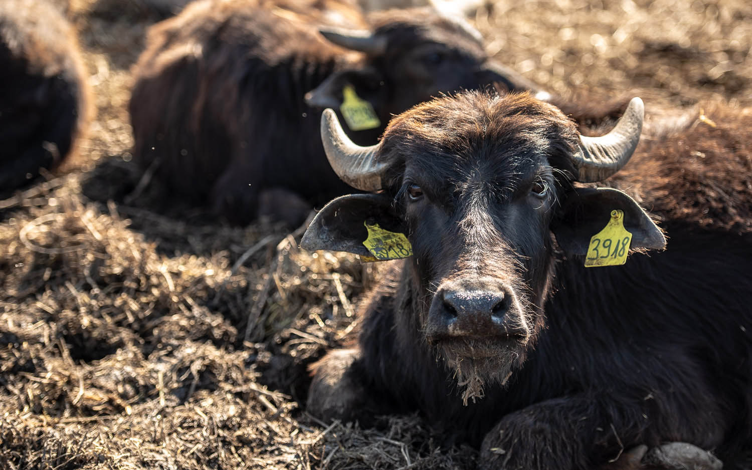 Szűcs József fotográfus fotográfus vizsgaremek 