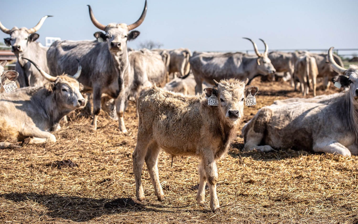 Szűcs József fotográfus fotográfus vizsgaremek 
