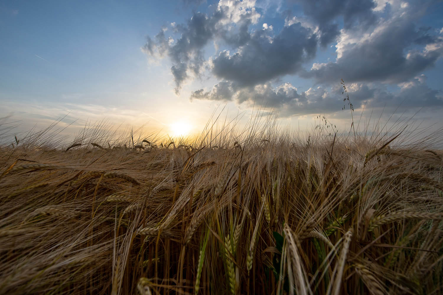 Szűcs József fotográfus fotográfus vizsgaremek 