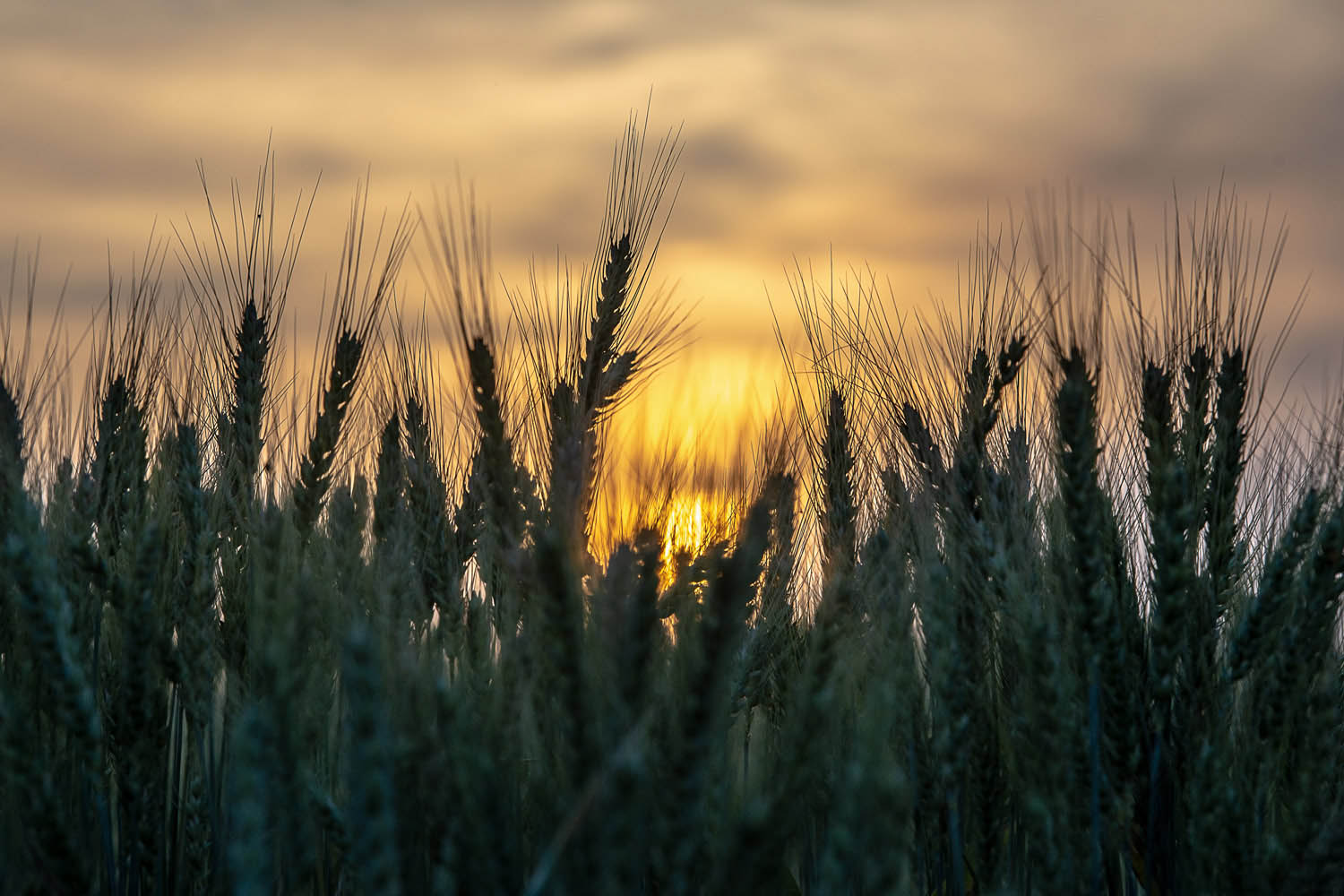 Szűcs József fotográfus fotográfus vizsgaremek 