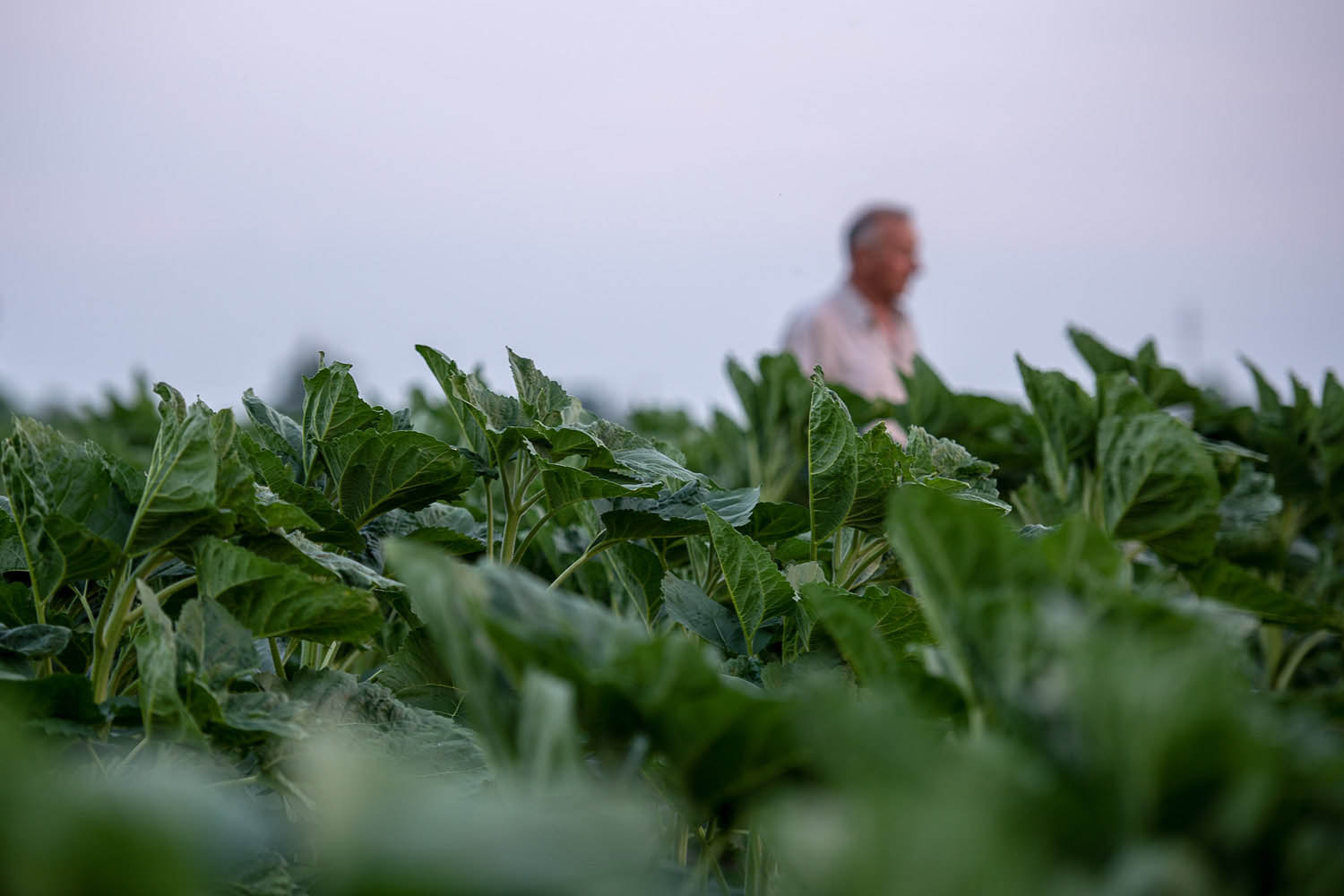 Szűcs József fotográfus fotográfus vizsgaremek 