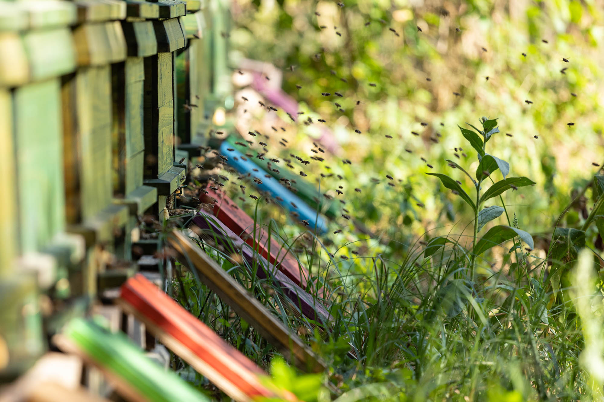 Belle Bernadett fotográfus fotográfus vizsgaremek 