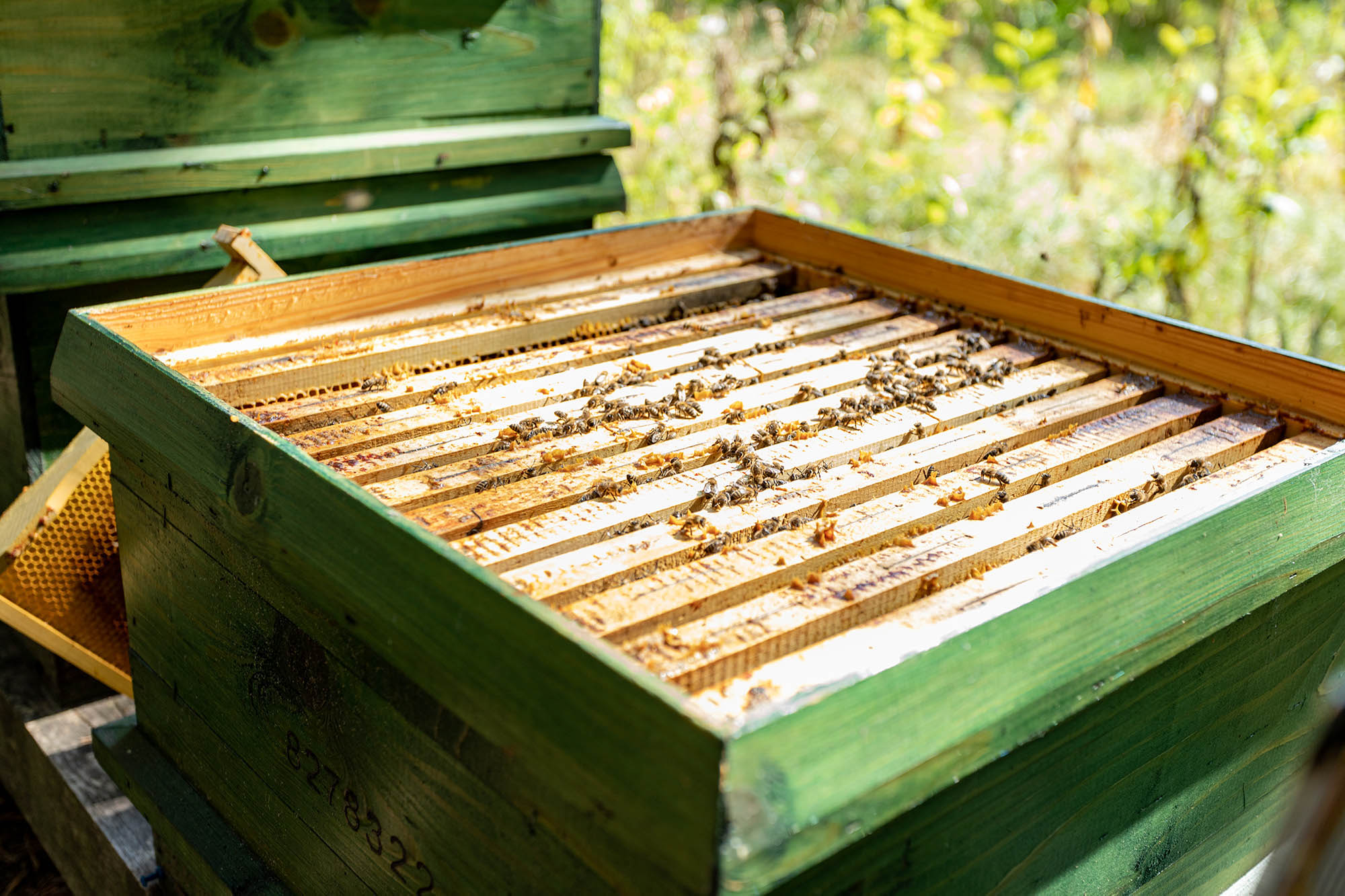 Belle Bernadett fotográfus fotográfus vizsgaremek 