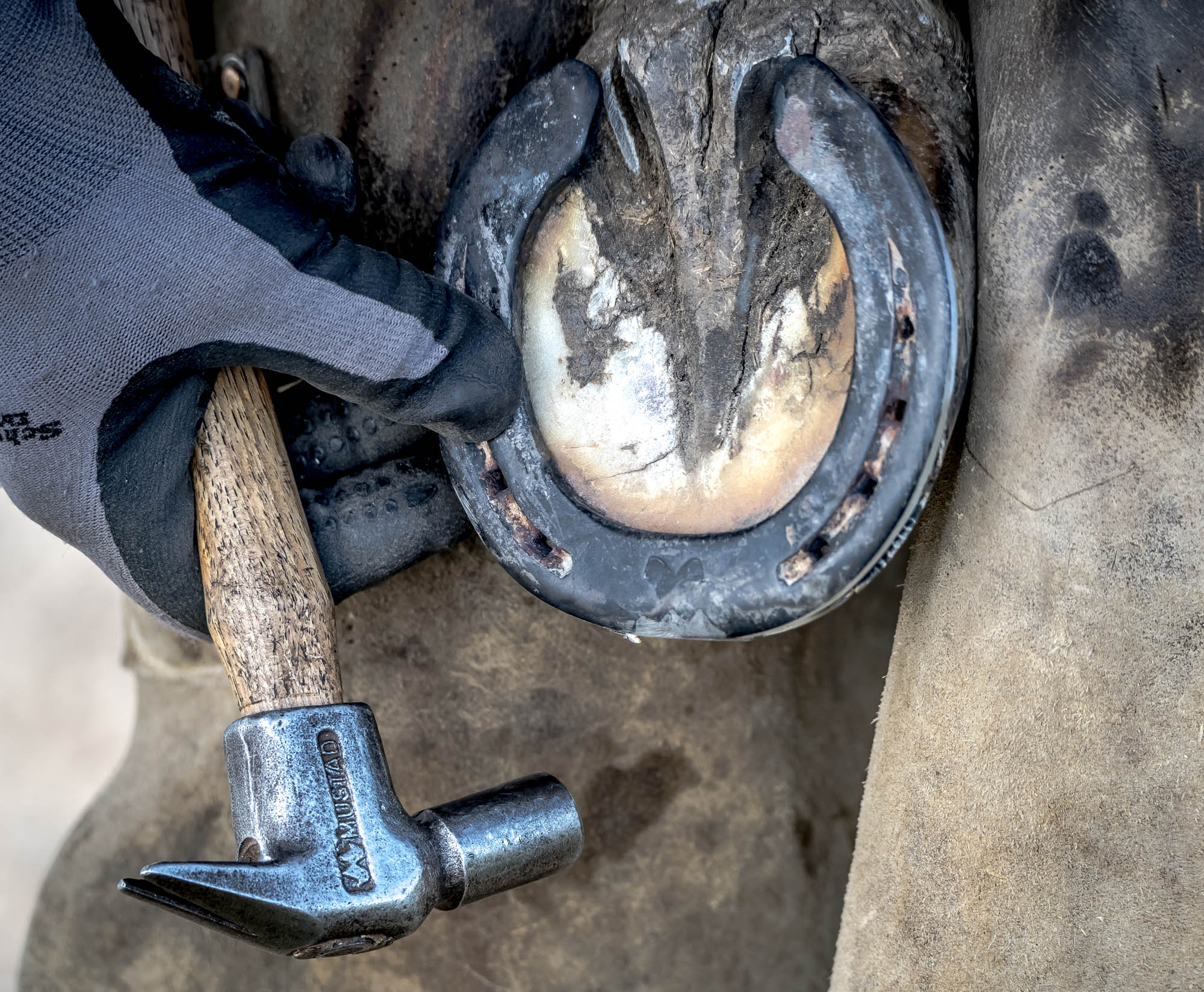 Kőhalmi Kálmán fotográfus fotográfus vizsgaremek 
