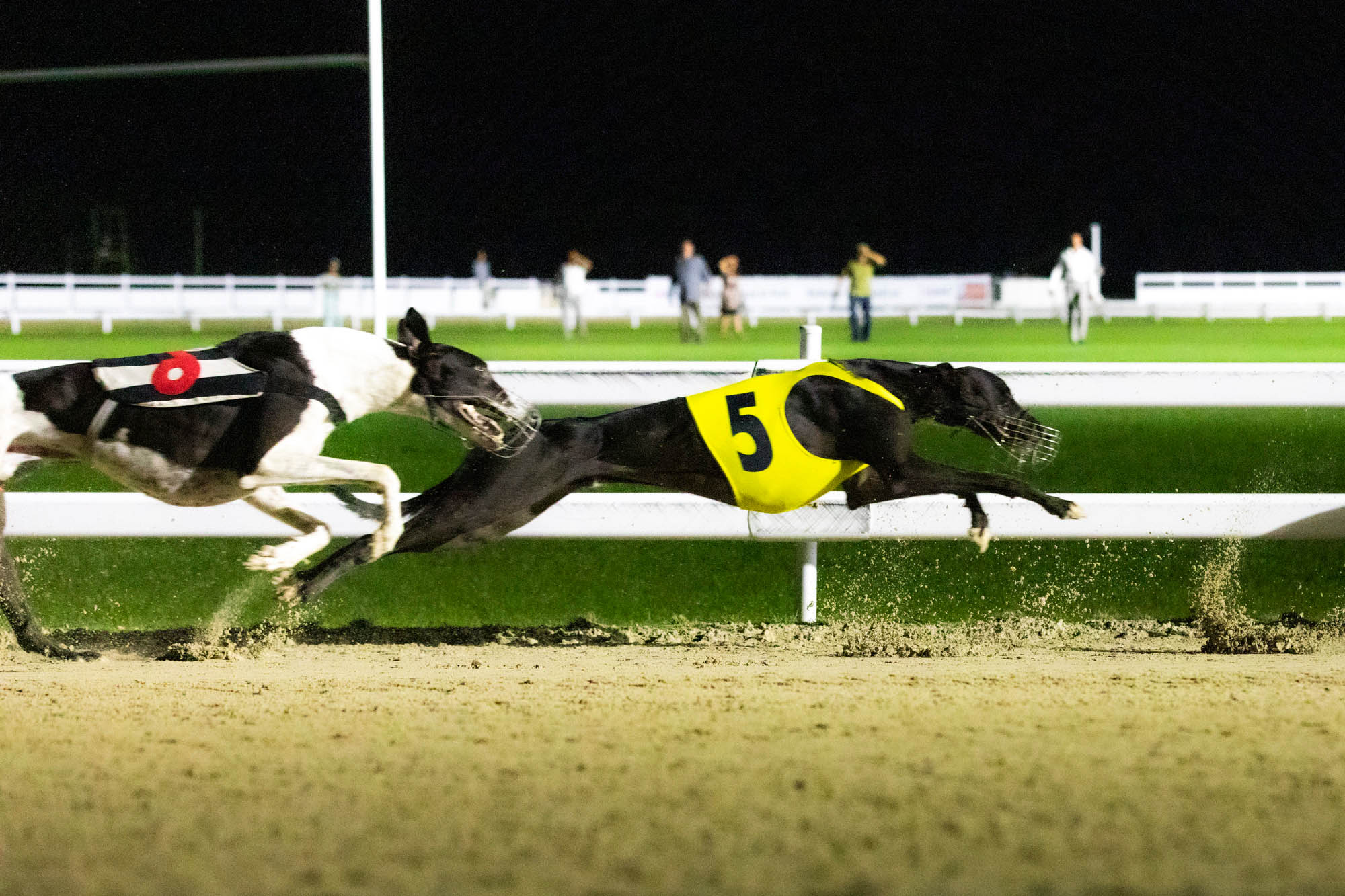 Sastinszki Dániel fotográfus fotográfus vizsgaremek 