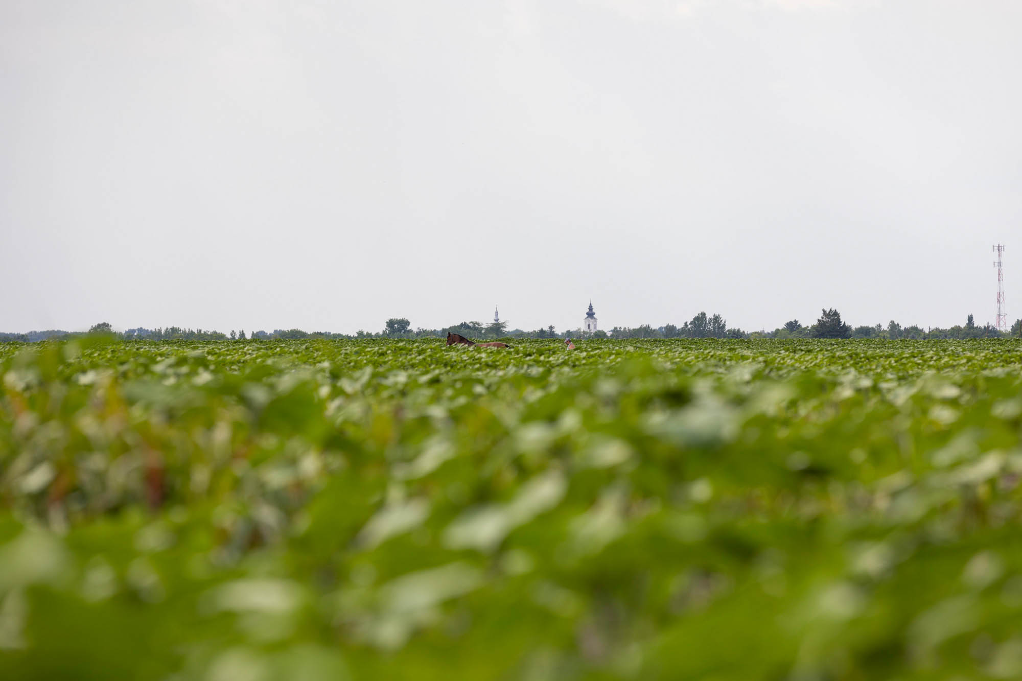 Sastinszki Dániel fotográfus fotográfus vizsgaremek 