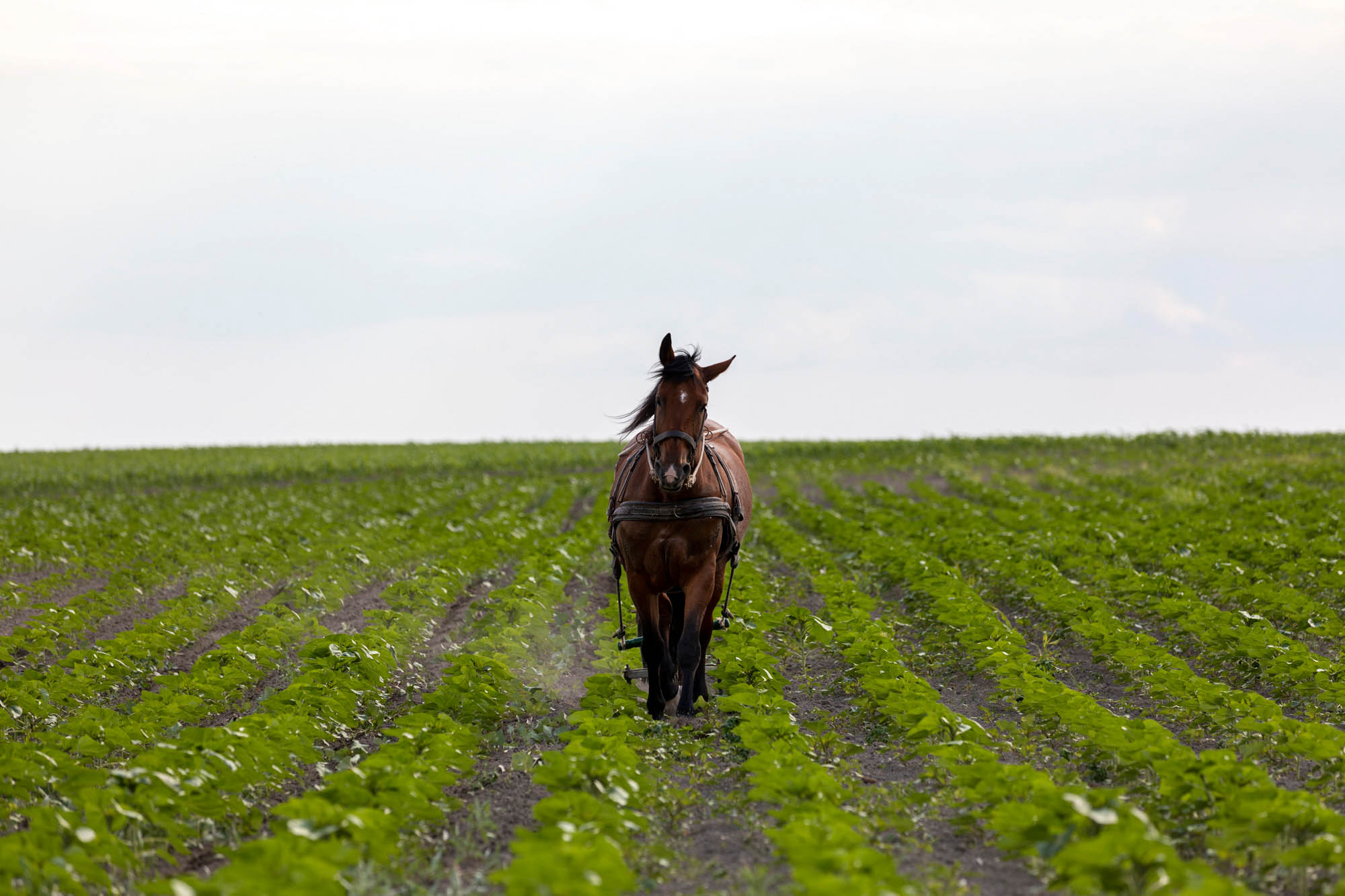 Sastinszki Dániel fotográfus fotográfus vizsgaremek 