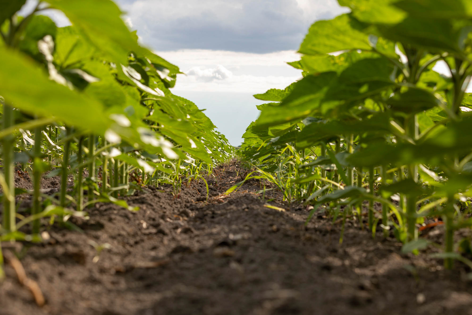 Sastinszki Dániel fotográfus fotográfus vizsgaremek 